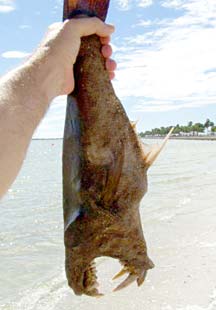 Quintana Roo Mexico Imaginary Fish Photo 2