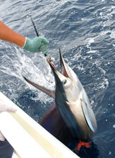 Mazatlan Mexico Marlin Fishing Photo 1