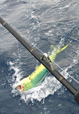 Mazatlan Mexico Dorado Fishing Photo 1