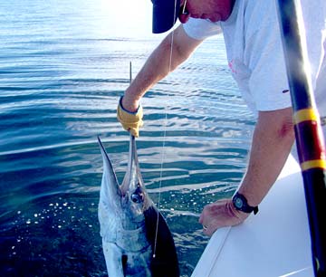 Isla Tortuga Mexico Sailfish Fishing Photo 1