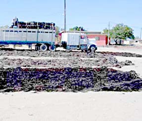 Bahia Asuncion Mexico Seaweed Harvest Photo 1