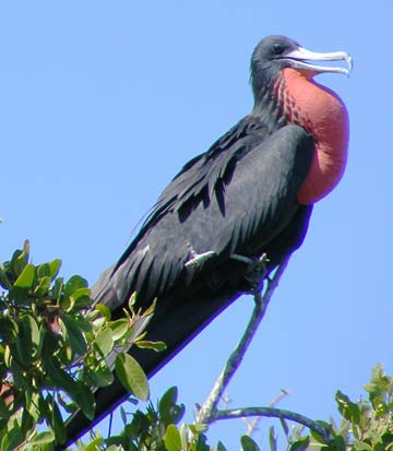 Magdalena Bay Mexico Frigate Bird Photo 1