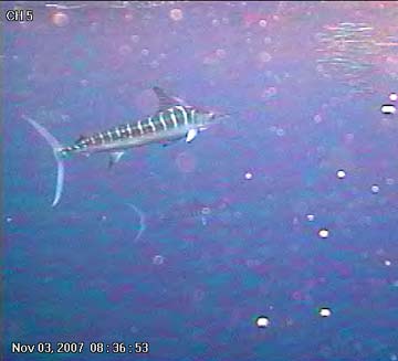 Cabo San Lucas Mexico Marlin Underwater Photo 1