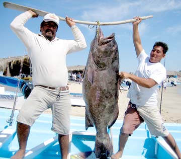 San Jose del Cabo Mexico Gulf Grouper Photo 1