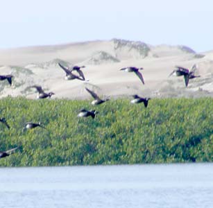 Magdalena Bay Mexico Black Brant Photo 1