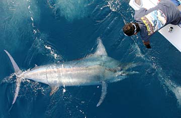 Puerto Vallarta Mexico Black Marlin Photo 1