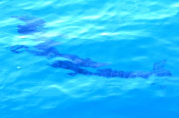 Magdalena Bay Mexico Sea Lion Attacking Wahoo Photo 1