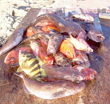 Puerto Santo Tomas Mexico Fishing Photo 1