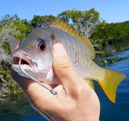 Magdalena Bay Mexico Yellow Snapper Photo 2