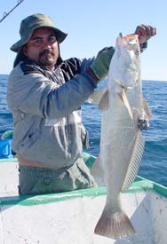 Sea of Cortez Mexico Totoaba Fishing Photo 1