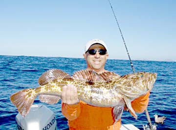 San Quintin Mexico Lingcod Photo 1