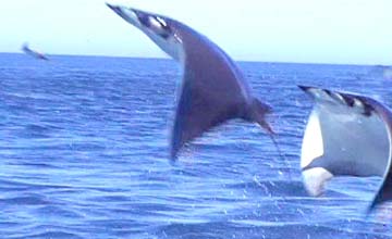 East Cape Mexico Jumping Manta Ray Photo 2