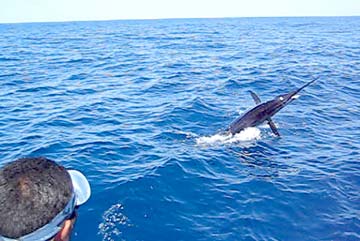 Baja Mexico Striped Marlin Fishing Photo 1