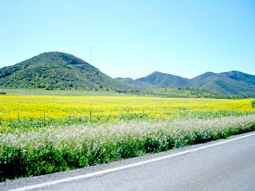 Baja Mexico Spring Wildflowers Photo 1