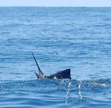 Ixtapa Mexico Sailfish Photo 1