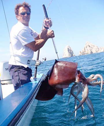 Cabo San Lucas Mexico Humboldt Giant Squid Photo 1