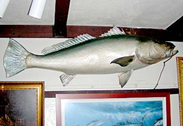 Mounted Totoaba Photo 1