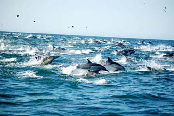 San Carlos Mexico Jumping Porpoise Photo 1