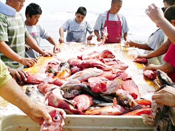 Castro's Camp Mexico Fish Fillet Table Photo 1