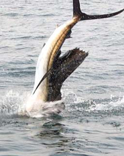 Ixtapa Mexico Jumping Sailfish Photo 3