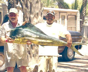 Bull dorado caught while fishing at Loreto, Mexico.