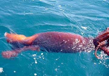 Humboldt giant squid at Cabo San Lucas, Mexico.