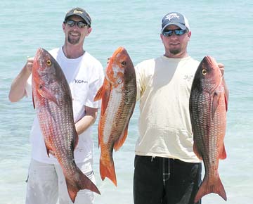 Three mullet snapper caught during fishing at La Paz, Mexico.