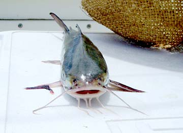 Saltwater catfish at Punta Chivato, Mexico.