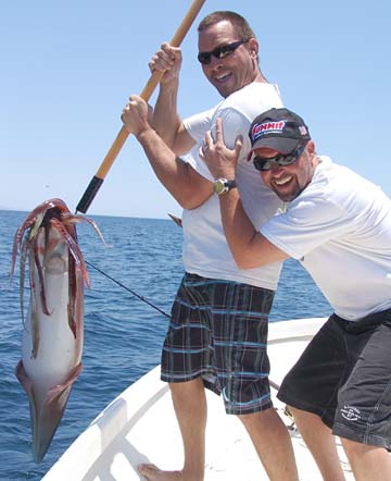 Squid caught at San Francisquito, Mexico.