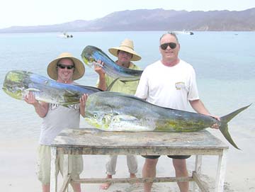 Three dorado or mahi mahi caught at La Paz, Mexico.