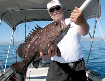 Baqueta caught at Santa Rosalia, Mexico.