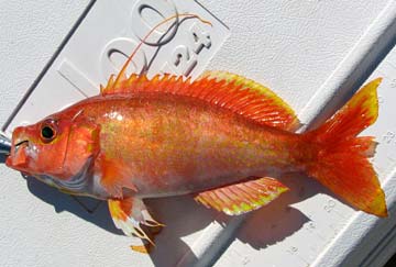 Damsel base caught in fishing at Santa Rosalia, Mexico.