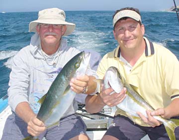 Yellowtail caught while panga fishing at Cabo San Lucas, Mexico.