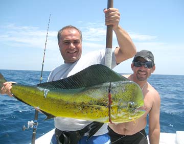 Dorado or mahi mahi caught at La Paz, Mexico.