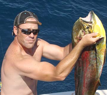 Dorado or mahi mahi caught at Cabo San Lucas, Mexico.