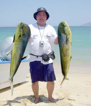 Two dorado caught during panga fishing at La Paz, Mexico.