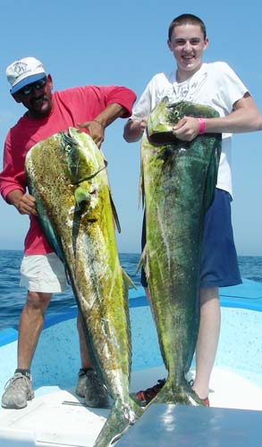 Dorado caught near fishing nets at Loreto, Mexico. 2