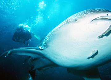 Whale shark at Cabo Pulmo, Mexico.