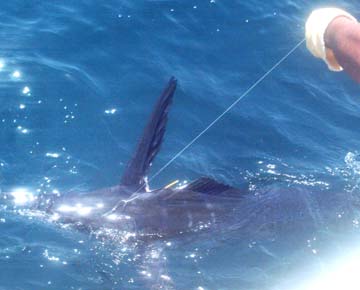 Marlin caught at Loreto, Mexico.