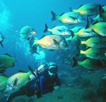 Diving at Cabo Pulmo, Mexico.