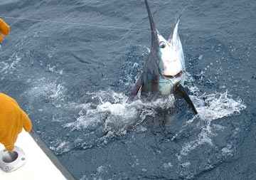 Puerto Vallarta, Mexico fishing photo 2