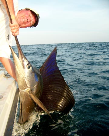 Sailfish release at San Carlos, Sonora, Mexico.