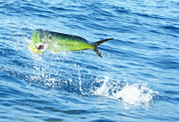 Jumping dorado at Ixtapa, Mexico.