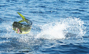 Jumping dorado at Ixtapa, Mexico2