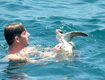 Crippled sea turtle release at San Carlos, Mexico.