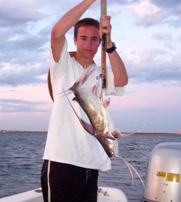 Cominate sea catfish caught at La Paz, Mexico.