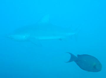 East Cape, Mexico diving photo 2