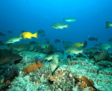 East Cape, Mexico diving photo 1