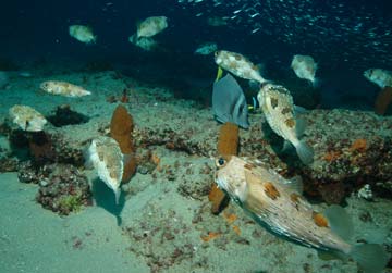 Cabo Pulmo, Mexico diving photo 1