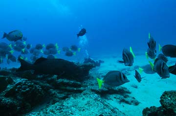 Cabo Pulmo, Mexico diving photo 2